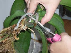 האכלה של Phalaenopsis