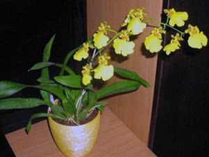השתלת Phalaenopsis