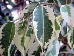 Ficus Benjamin baca lišće