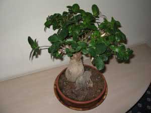 Ficus bonsai