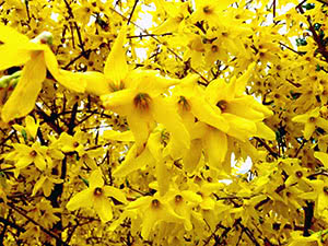 Forsythia grm