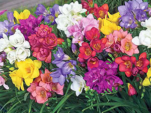 Cvijet frezije (Freesia)