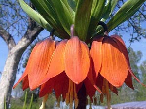 Fritillaria