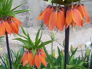 Flor de tetraz Fritillaria ou tetraz