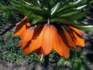 Fritillaria de laranja Características da flor fritillaria