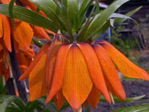 Tetraz laranja Fritillaria - a história de uma flor