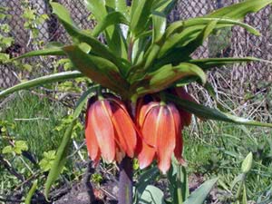 Cvijet Fritillaria