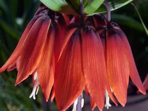 Flor de perdiz avelã imperial Tetraz imperial ou real ou real