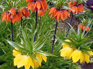 Tetraz imperial ou real Por que a perdiz avelã imperial não floresce