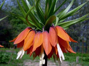 Tetraz Tetraz não floresce - por que