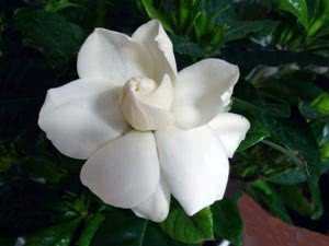 Kućna njega Gardenia