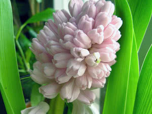 Apa yang perlu dilakukan dengan tangkai bunga gondok selepas berbunga