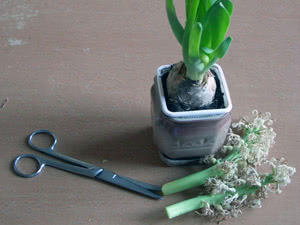 Jacinto poda O que fazer com as folhas de jacinto após a floração