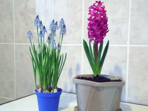 Jacintos O que fazer com um bulbo de jacinto após a floração
