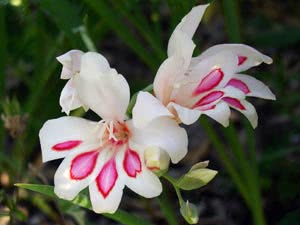 Cuidado de Gladiolus