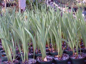 Gladiolus - pouso e cuidado