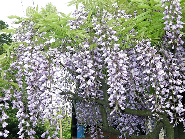 Glicinija obilno cvjetajuća, ili višecvjetna / Wisteria floribunda