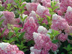 Hydrangea paniculata