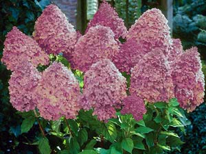 זני הידראנגאה paniculata