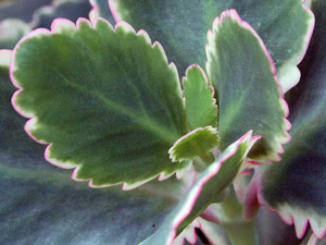 Kalanchoe