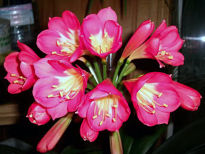 Clivia