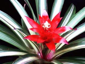 Guzmania de flor de interior