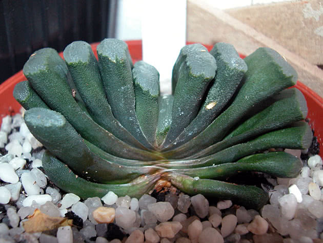 Haworthia kaktus