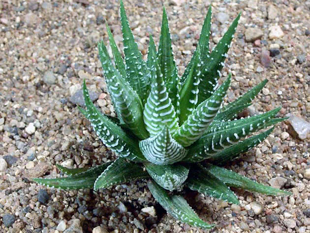 Haworthia prugasta