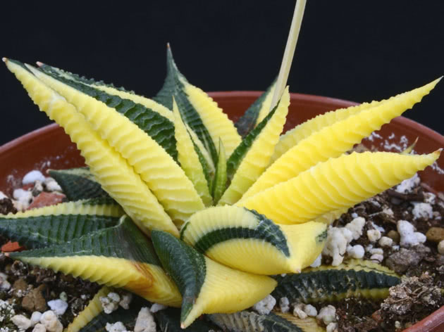 Haworthia limifolia variegata