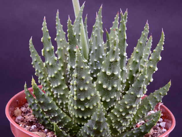 Haworthia maxima