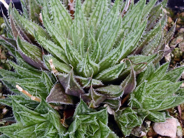 Haworthia marumiana