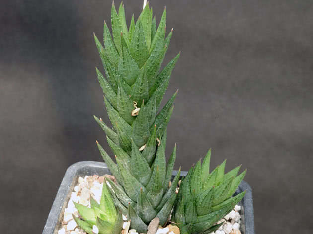 Haworthia glauca