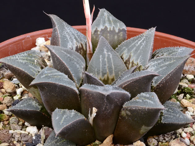 Haworthia ex Japan