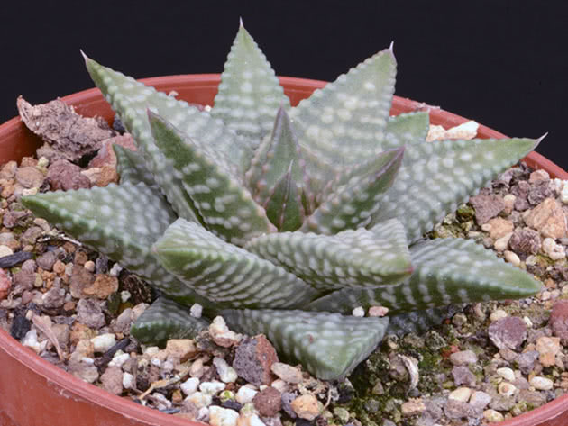 Haworthia daiginga