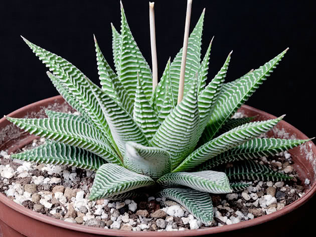 Haworthia limifolia striata