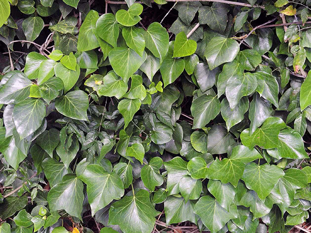 Kanarski bršljan / Hedera canariensis