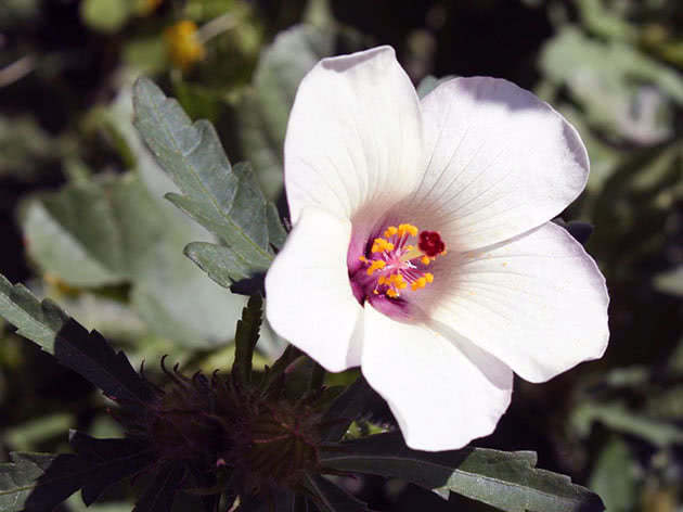 Trolisni hibiskus / Hibiscus trionum