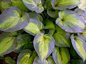 Planta hospedeira