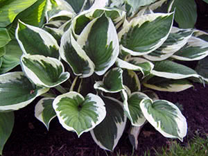 Flores Hosta ou funkia