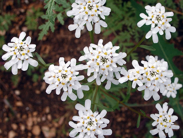 Iberis gorak / Iberis amara