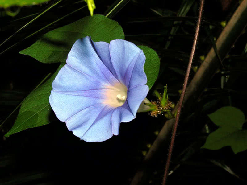 Ipomoea nil (Ipomoea nil, Ipomoea mmperialis)