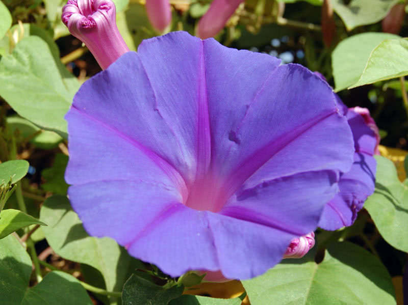 Ipomoea purpurea (Ipomoea purpurea)