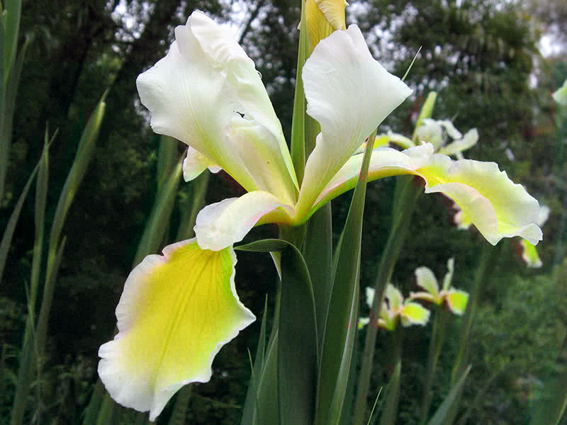 Iris spuria