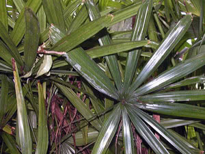 Como cultivar uma palmeira a partir de sementes
