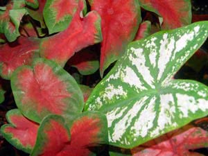 Cuidados com o Caladium.