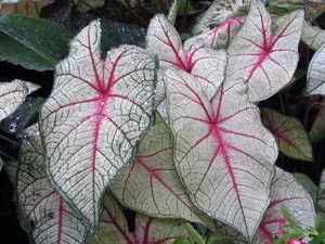 Reprodução de Caladium
