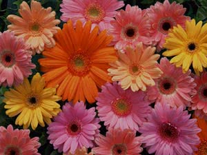 Sisä gerbera - alalaji