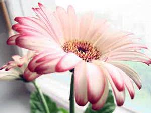 Sisä gerbera