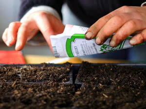 Plantar sementes de flores de interior