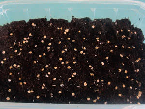 Preparando sementes de flores de interior para o plantio